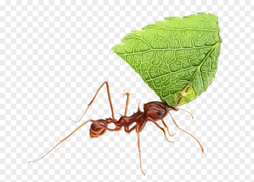 Insect Pest Leaf Ant Carpenter PNG