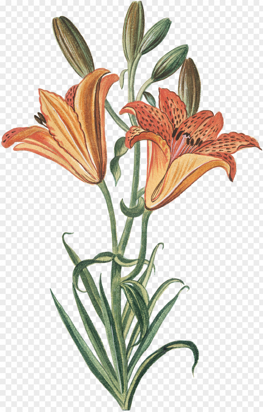 Lily Orange Cut Flowers Plant Stem Flowerpot PNG