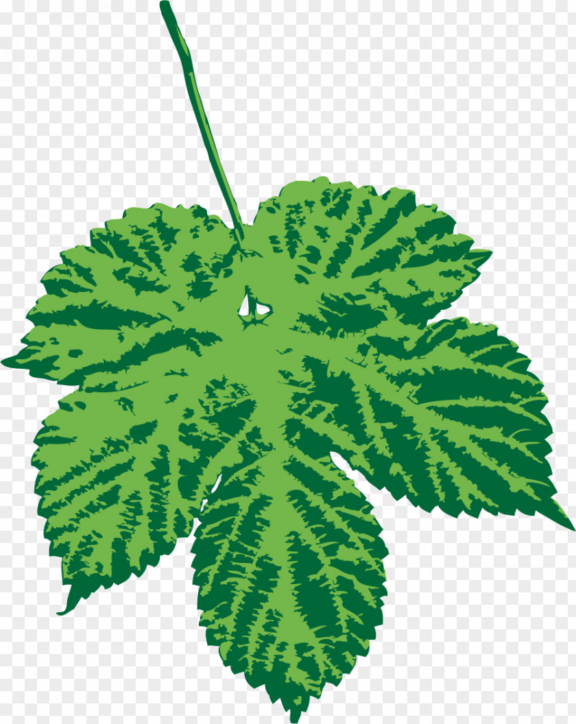 Maple Leaf PNG