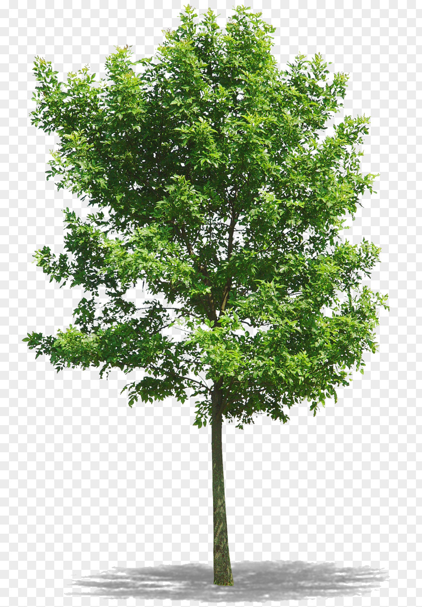 Tree Northern Red Oak PNG