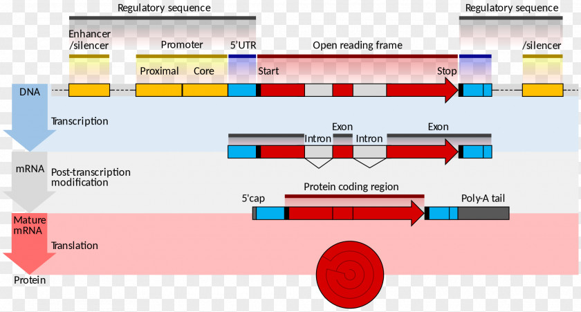 Biological Medicine Gene Structure Messenger RNA Expression Coding Region Transcription PNG
