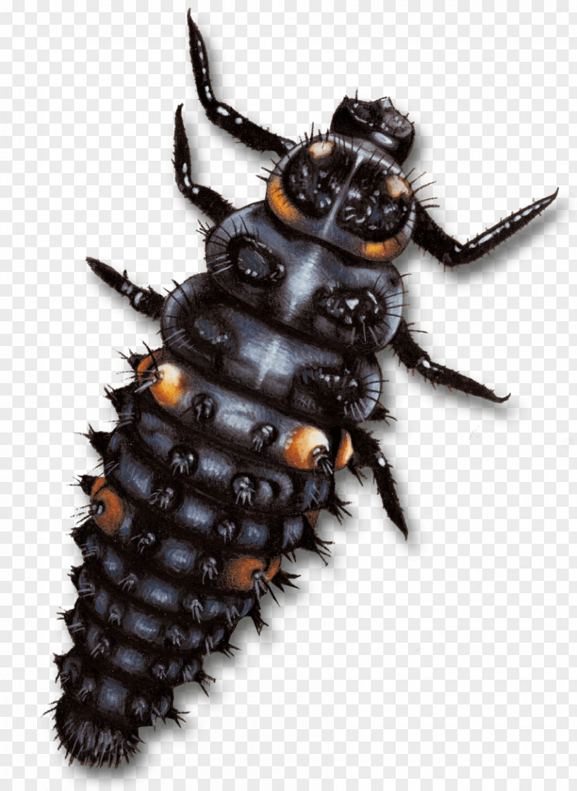 Coccinelle Ladybird Beetle Larva Aphid Drawing PNG