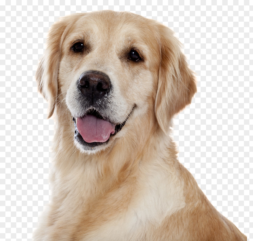 Golden Retriever The American Pit Bull Terrier Pug Puppy PNG