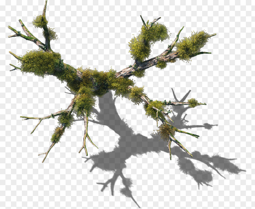 Tree Top Plant Vine Twig Branch PNG