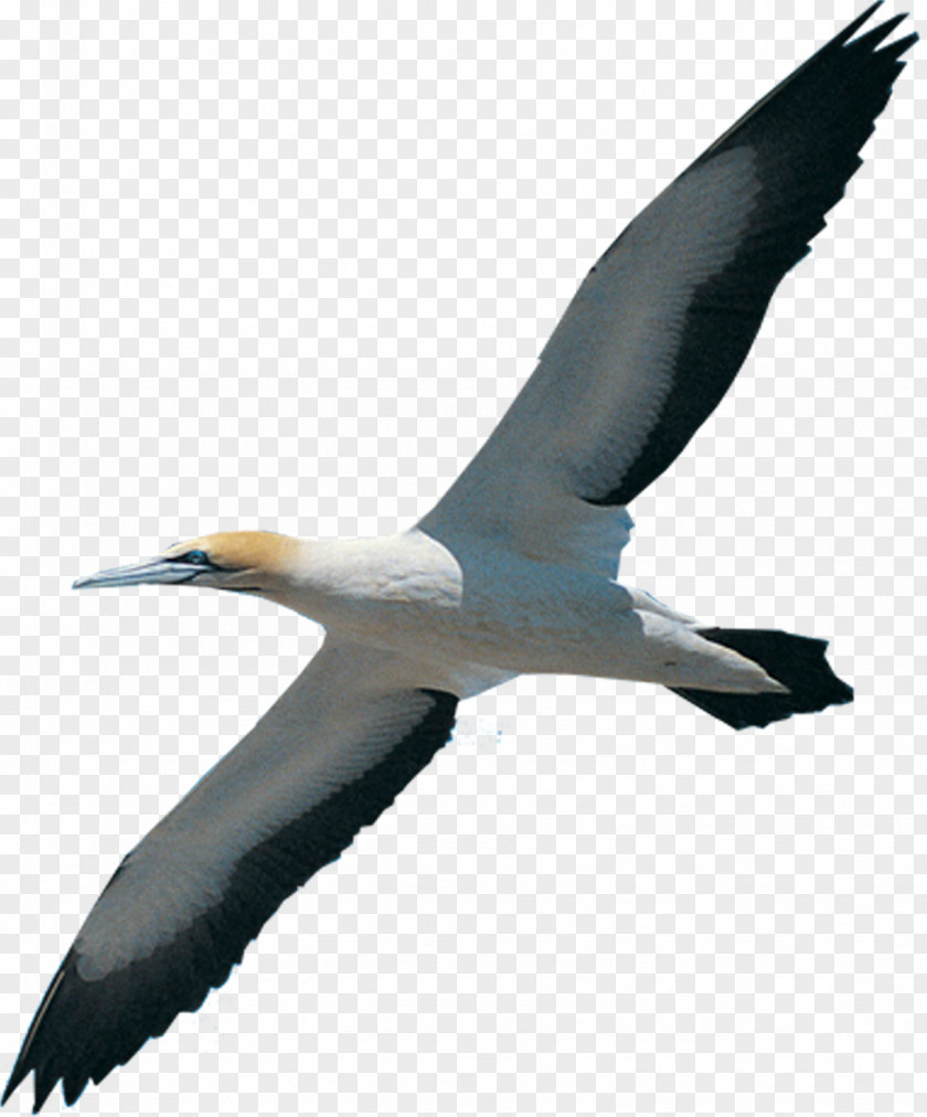 Bird Migration Beak Northern Gannet White Stork PNG