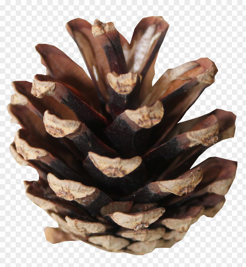 Brown Pine Cones Tree PNG