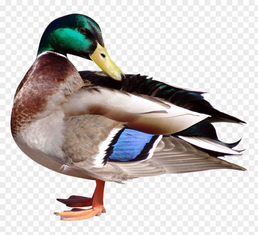 Duck Bird MPEG-4 Part 14 PNG