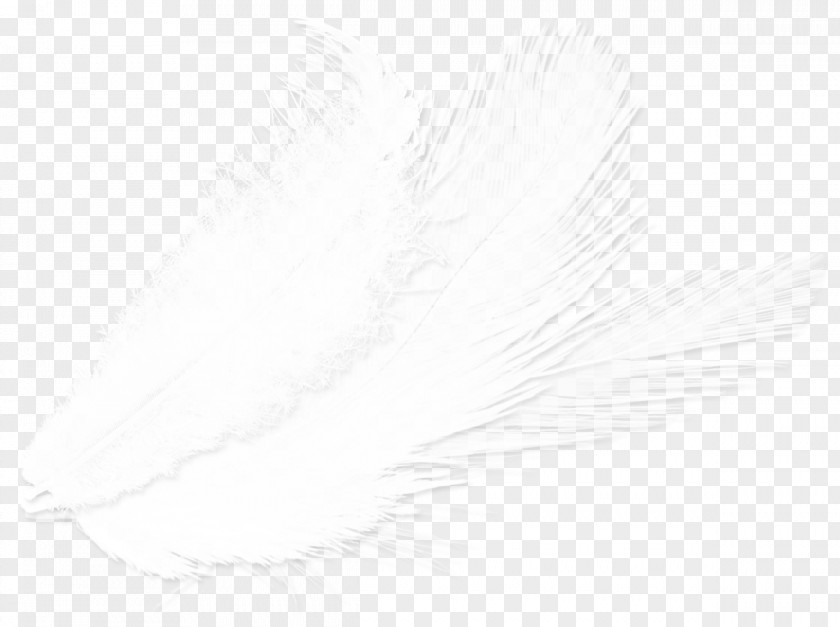 Feather White Drawing Close-up PNG