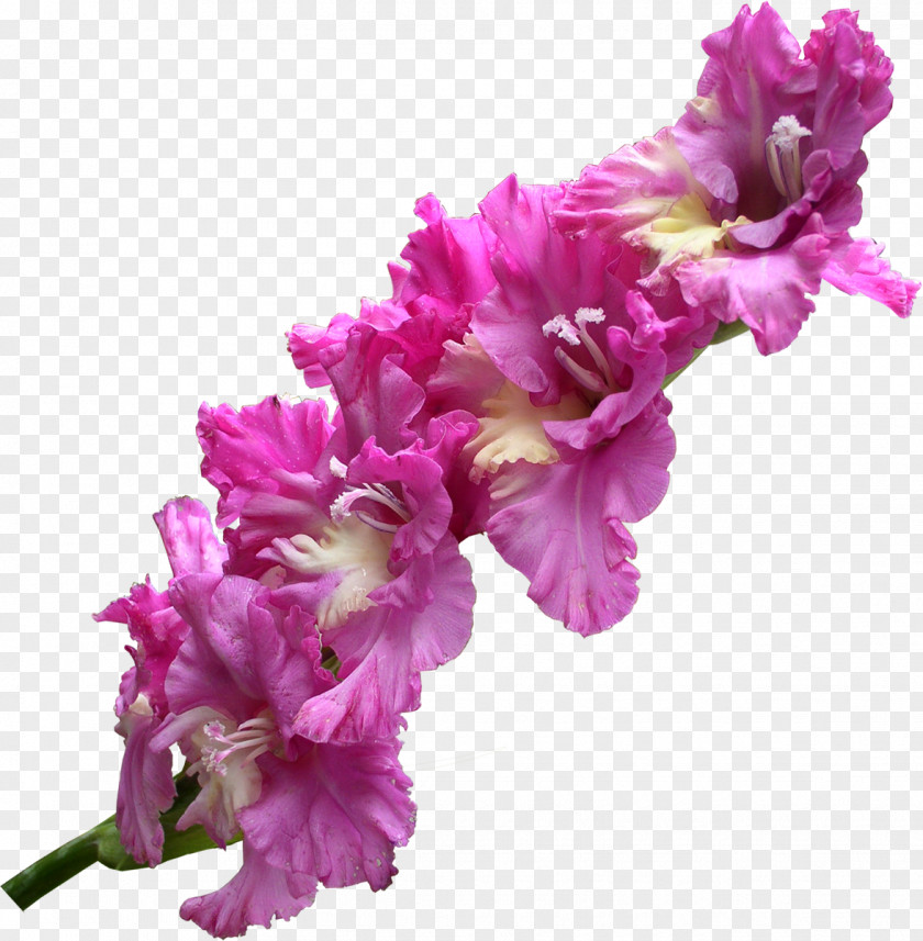 Gladiolus The Clip Art Image PNG