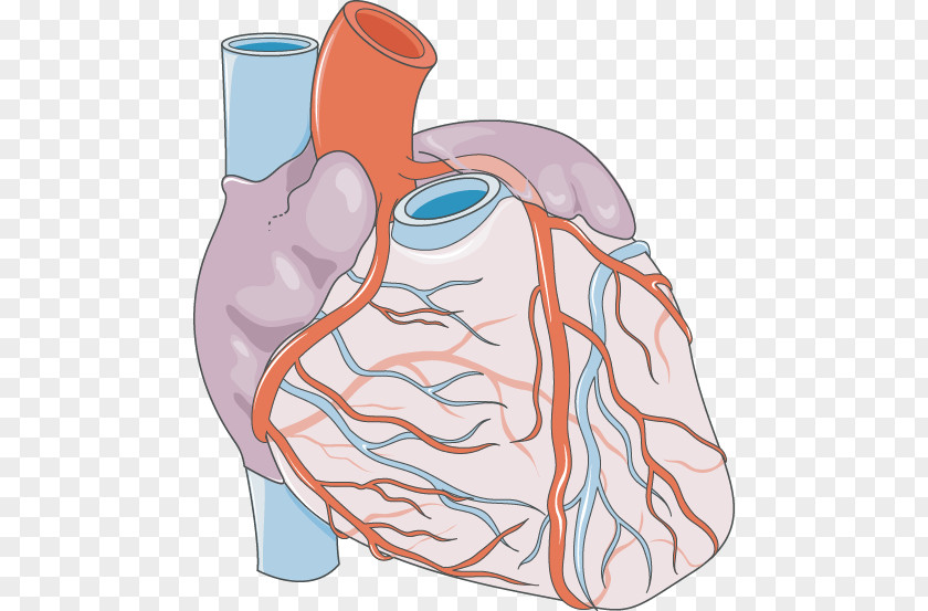 Heart Coronary Artery Disease Chest Pain Arteries Servier Medical PNG artery disease pain arteries Medical, heart clipart PNG