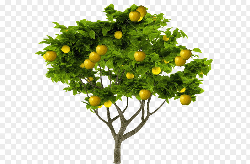 Lemon Stock Photography PNG