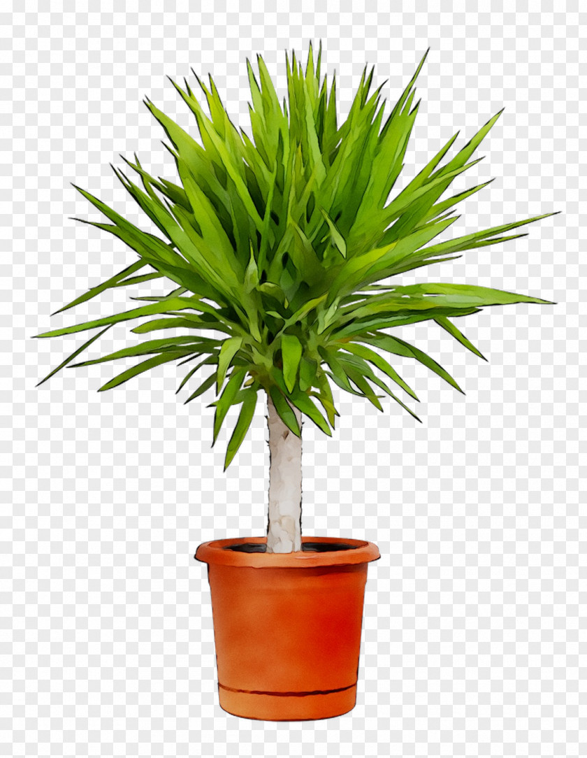 Palm Trees Chamaerops Humilis Houseplant Areca Plantas De Interior Resistentes PNG
