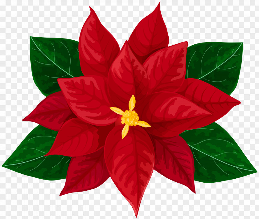 Poinsettia Drawing Clip Art PNG