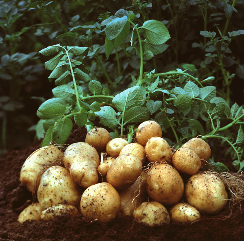 Potato Mashed Garden Amflora Vegetable PNG