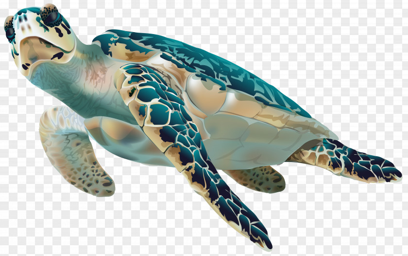 Sea Turtle Transparent Clip Art Image PNG