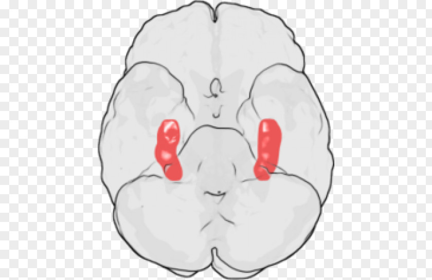 Brain Hippocampus Long-term Potentiation Neuroscience Neuron PNG