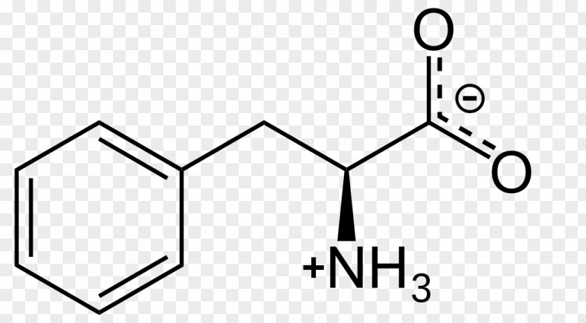 Brain Levodopa Phenylalanine Phenylketonuria Tyrosine Amino Acid PNG