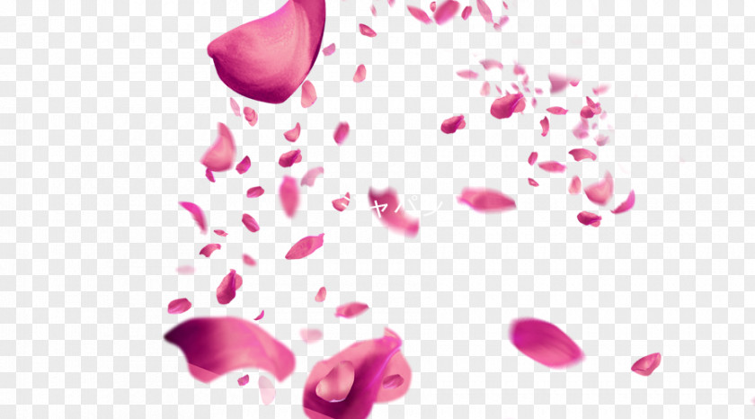 Floating Cherry Blossom Petals Petal Pink PNG