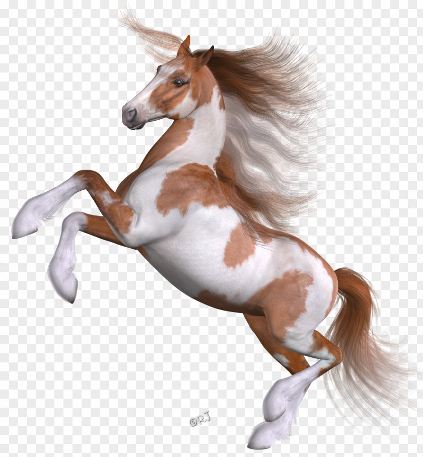 Mustang Mane Foal Stallion Pony PNG