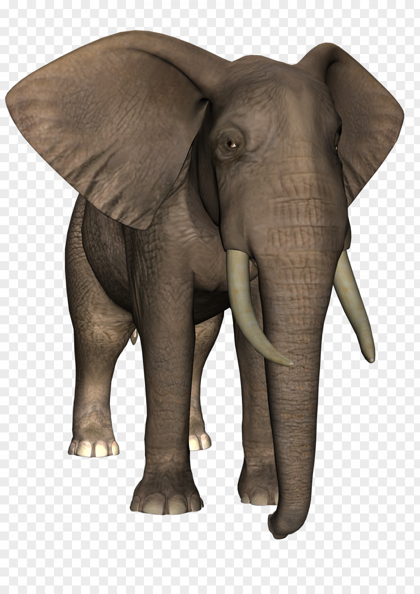 Elefant Indian Elephant African Tusk Wildlife PNG