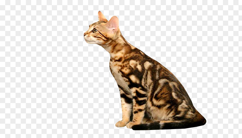 European Shorthair Bengal Cat California Spangled Malayan Sokoke American PNG