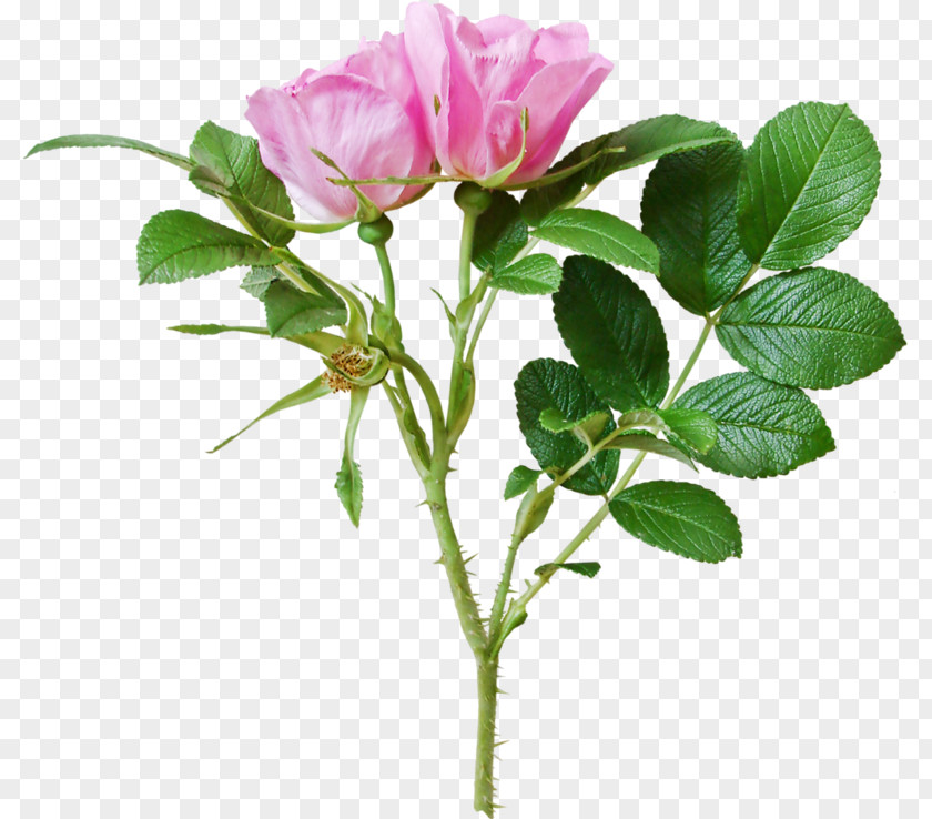 Flower Garden Roses Centifolia Green Beach Rose PNG