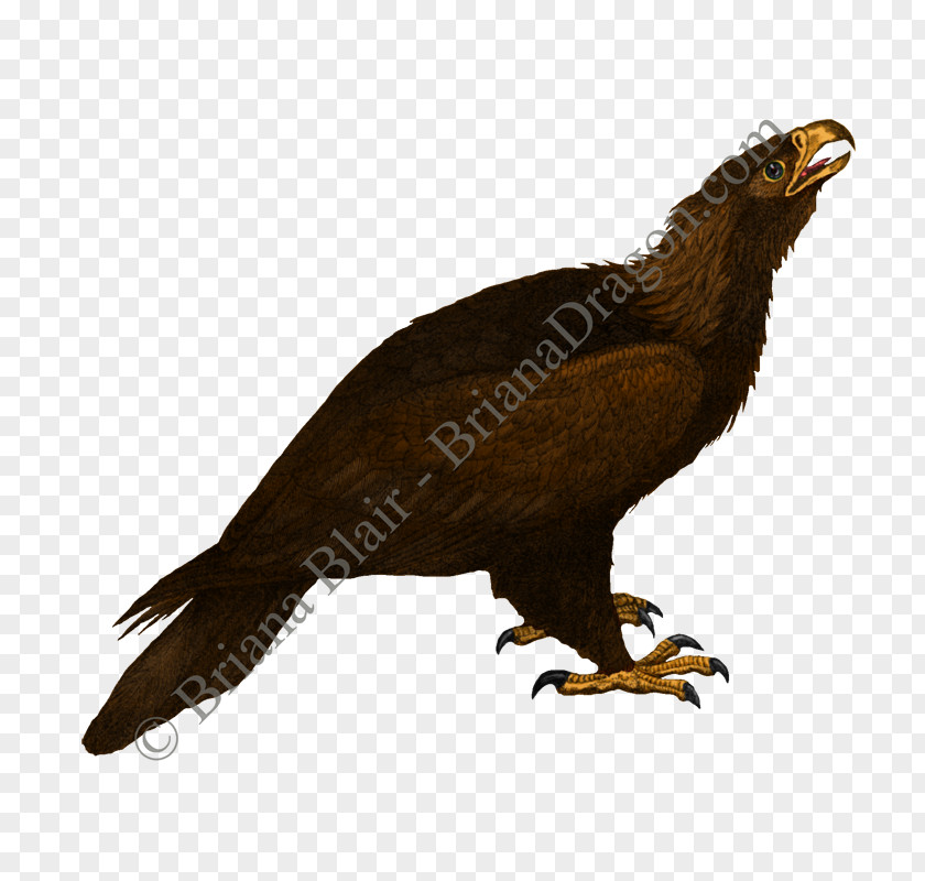 Golden Eagle Bird Of Prey Accipitriformes Buzzard Vulture PNG
