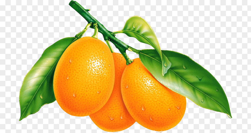 Orange Fruit Desktop Wallpaper Tangerine PNG