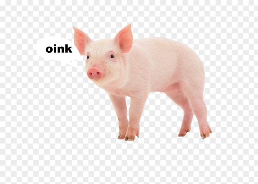Pig Miniature Stock Photography Royalty-free PNG