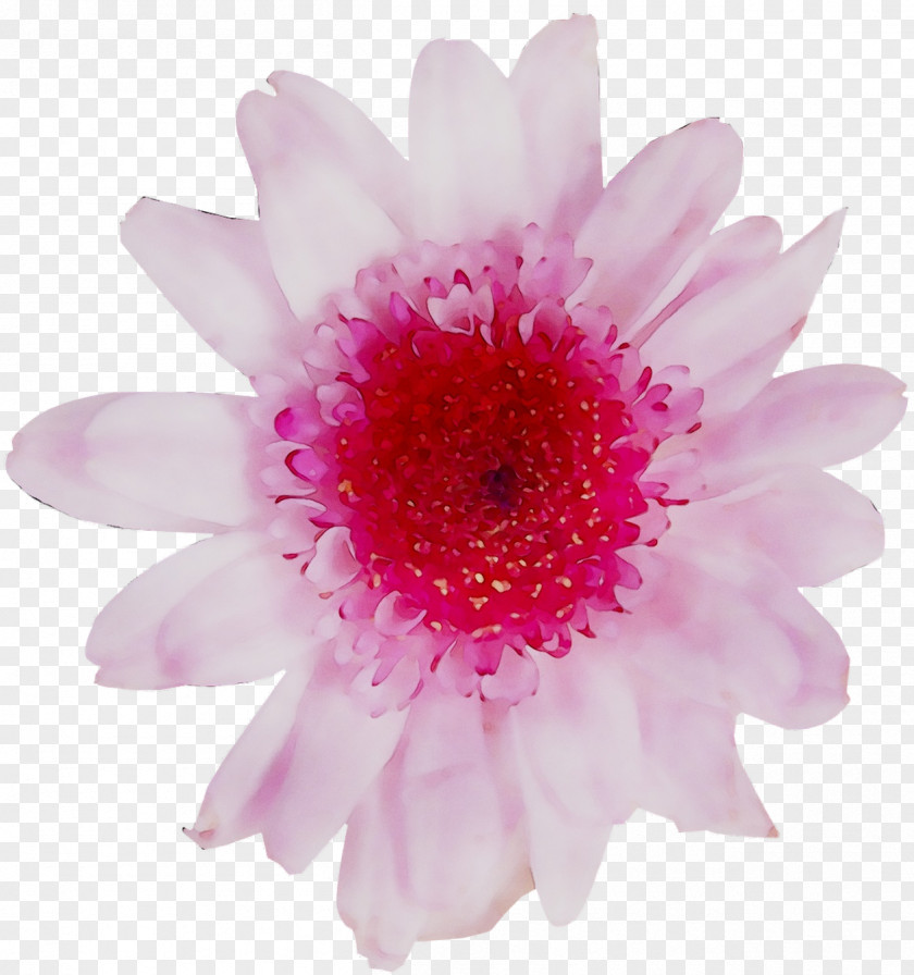Transvaal Daisy Chrysanthemum Pink M Close-up PNG