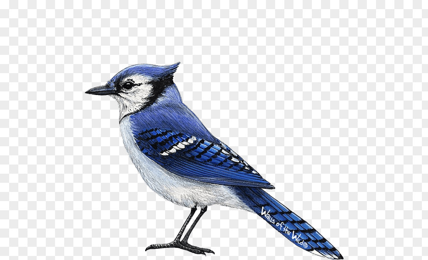 Blue Jays All About Birds Jay Wall Decal PNG