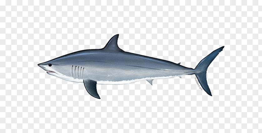 Bull Shark Lamnidae Great White Background PNG
