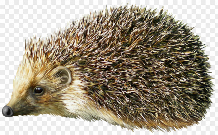 Hedgehog Porcupine Clip Art PNG