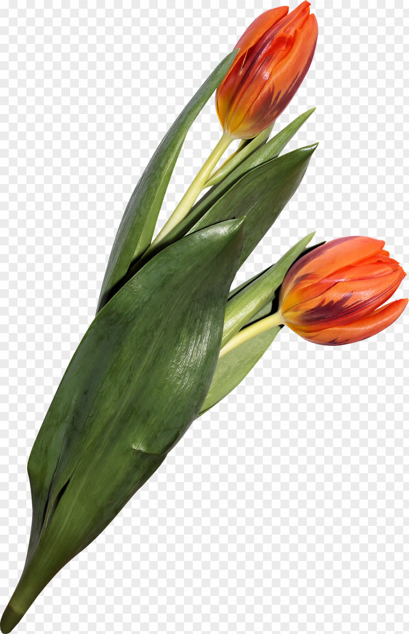 Tulip Flower Weed Download PNG