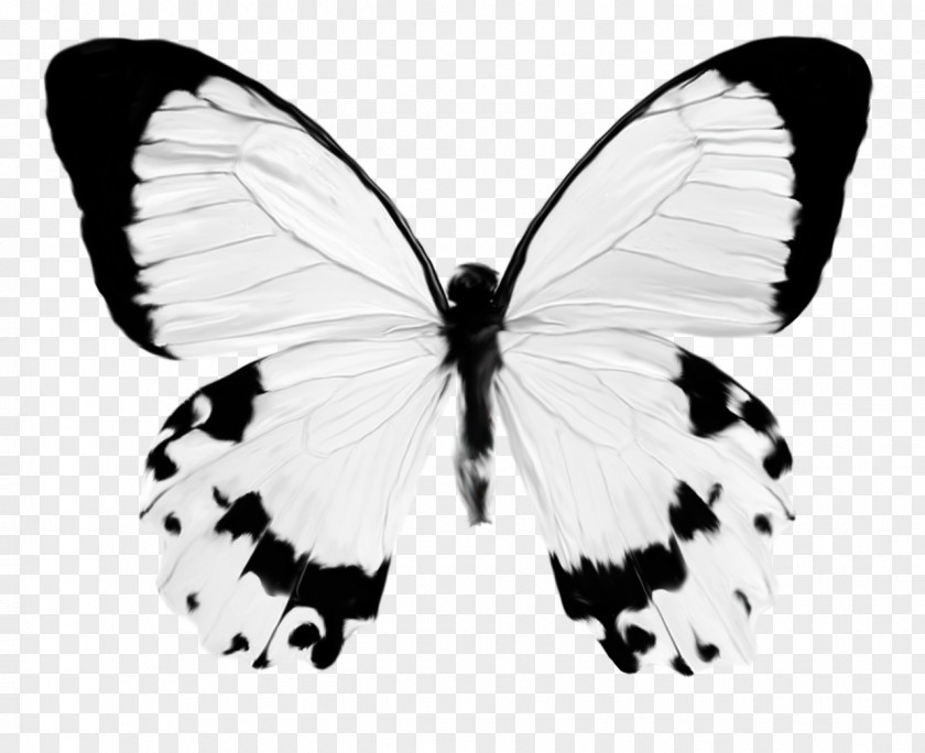 Watercolor Butterfly Insect Clip Art PNG