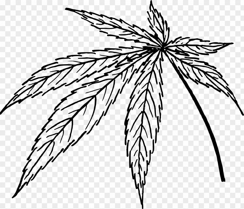 Cannabis Legality Of Leaf Clip Art PNG