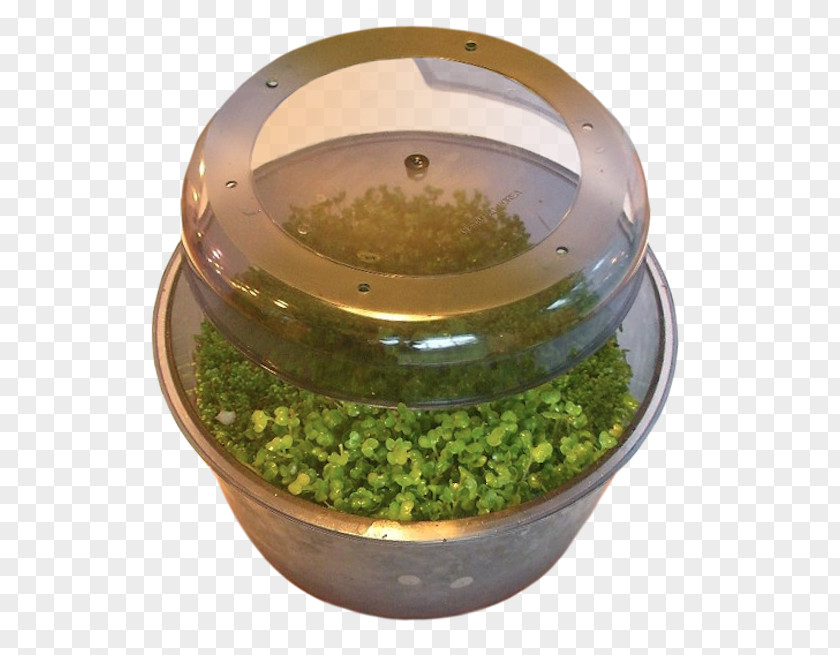 Gourmet Kitchen Broccoli Sprouts Red Clover Alfalfa Sprouting Leaf Vegetable PNG