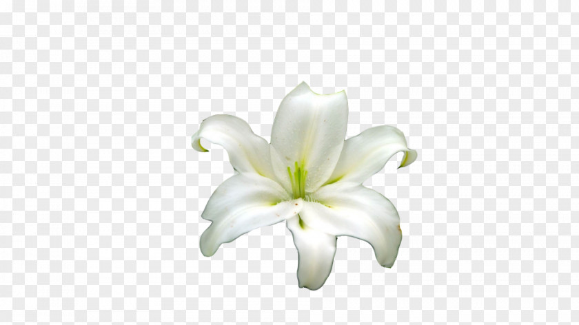 Lily Flowers Lilium Cut PNG