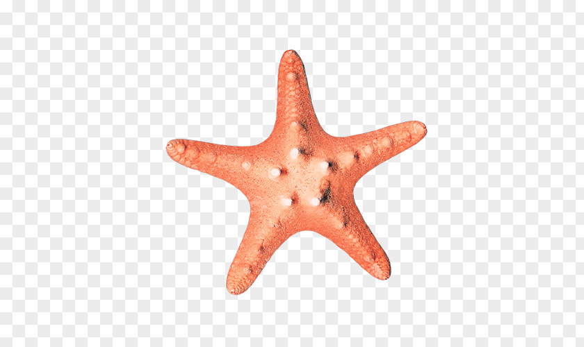 Starfish Pictures Euclidean Vector PNG