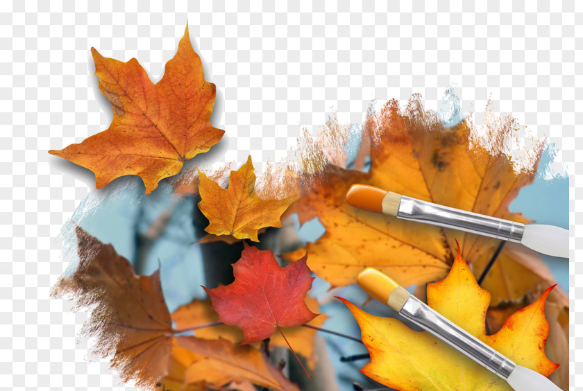 Autumn Leaf Color Image Painting Stock Photography PNG