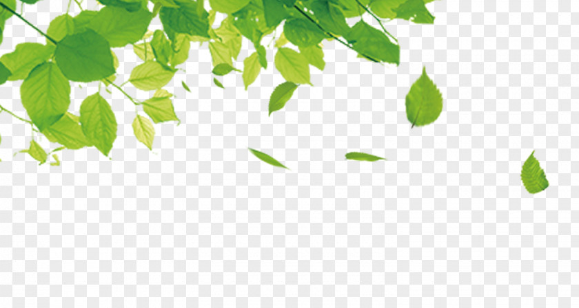 Leaves Green Leaf Gratis Computer File PNG