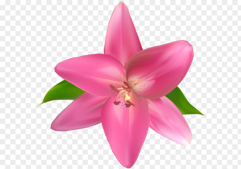 Pink Flower Cut Flowers Clip Art PNG