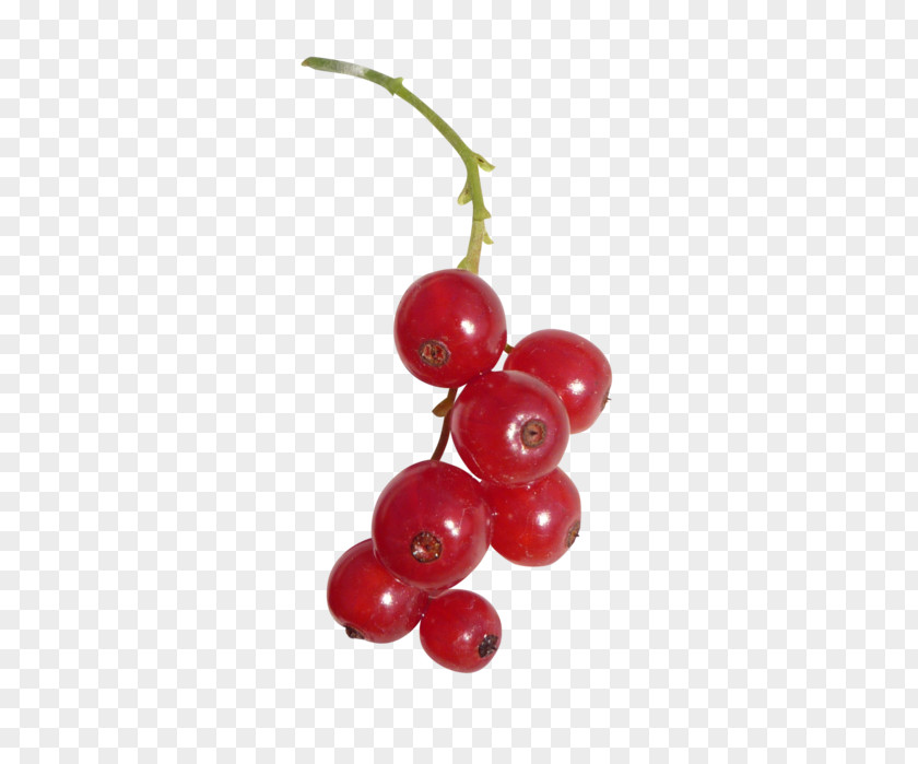 Berries Redcurrant Fruit Clip Art PNG