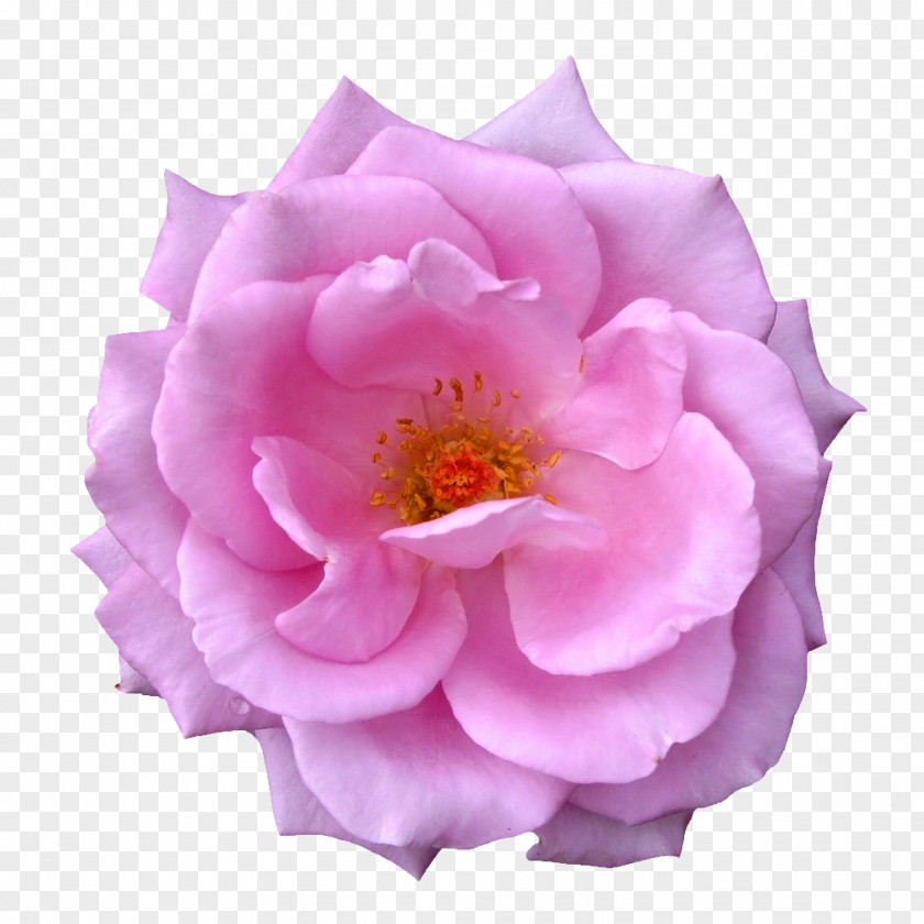Creative Bouquet Of Flowers Image,Purple Beautiful Roses Garden Centifolia Flower Purple PNG