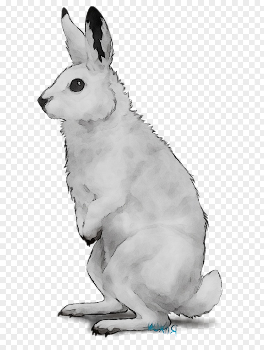 Domestic Rabbit Hare Macropods Dog Mammal PNG