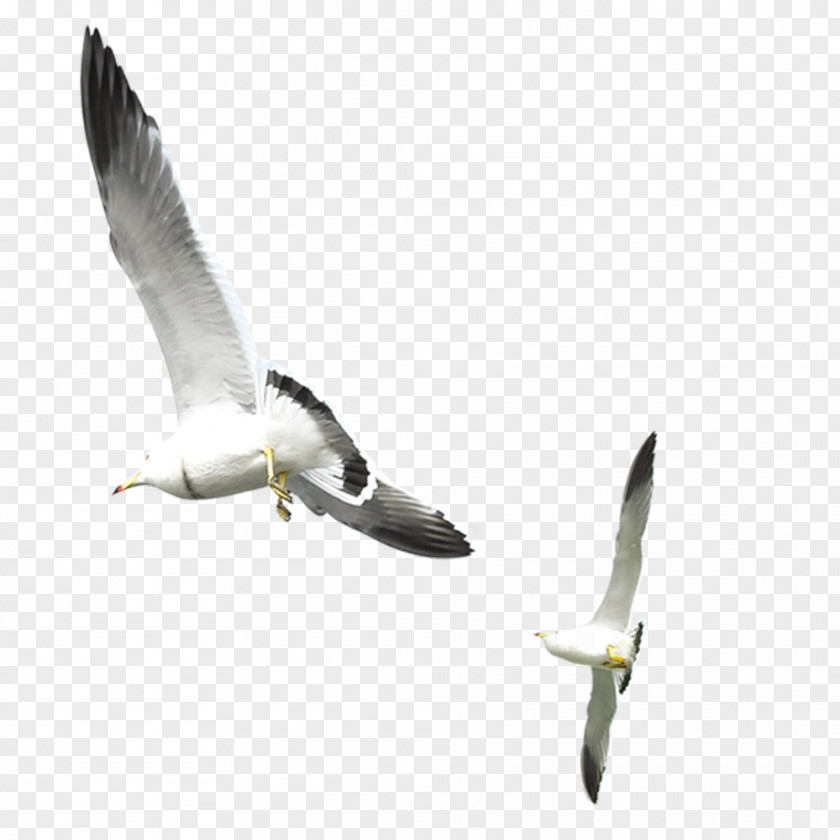 Flying Seagull Gulls Bird PNG