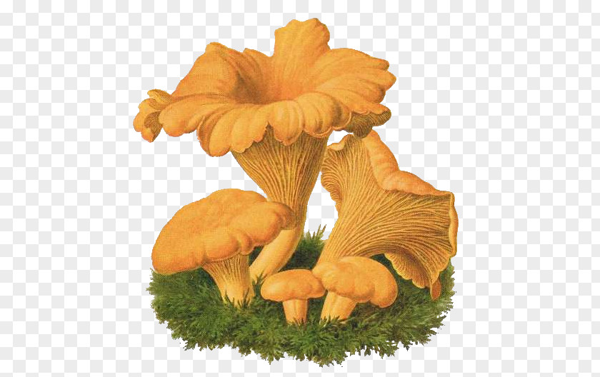 Mushroom Oyster Chanterelle Fungus Drawing Agaricus PNG