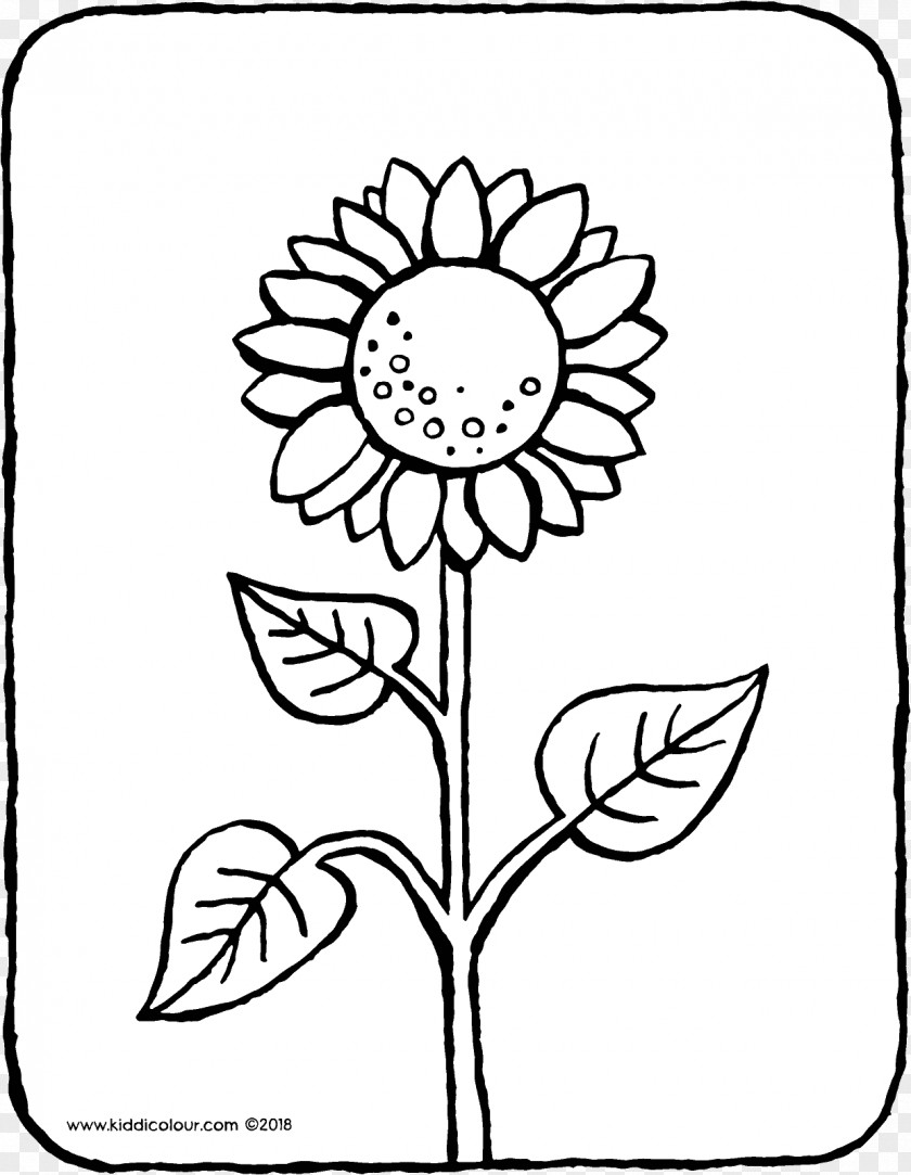 Sunflower Drawing Common Coloring Book Colouring Pages Ausmalbild PNG