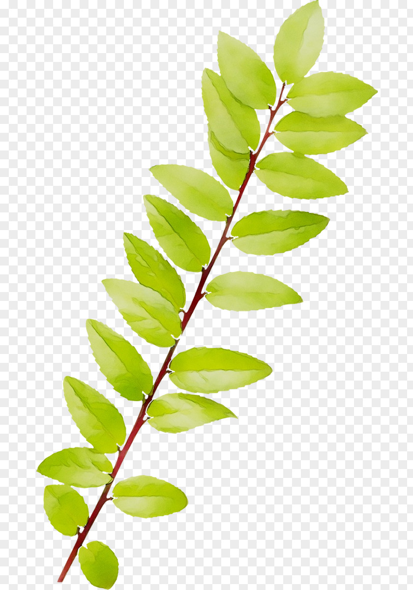 Twig Plant Stem Leaf Fruit Plants PNG