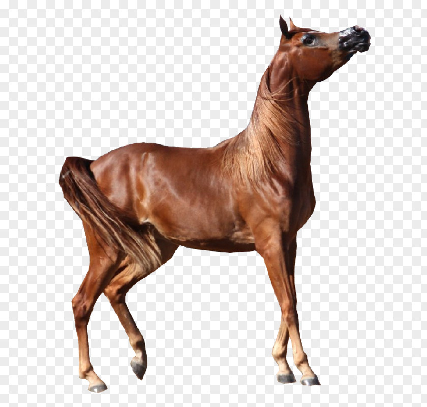 Arabian Horse American Paint Foal Andalusian Miniature PNG